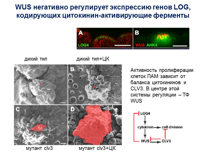 WUS негативно регулирует экспрессию генов LOG, кодирующих цитокинин-активирующие ферменты  Активность пролиферации клеток ПАМ